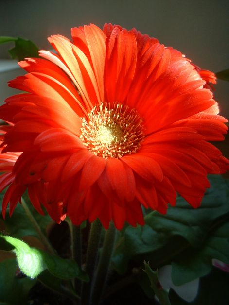 gerbera_05.jpg